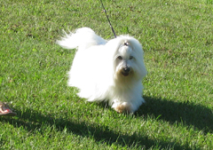 Spinning Cesare